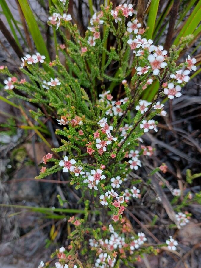 Baeckea brevifolia habit