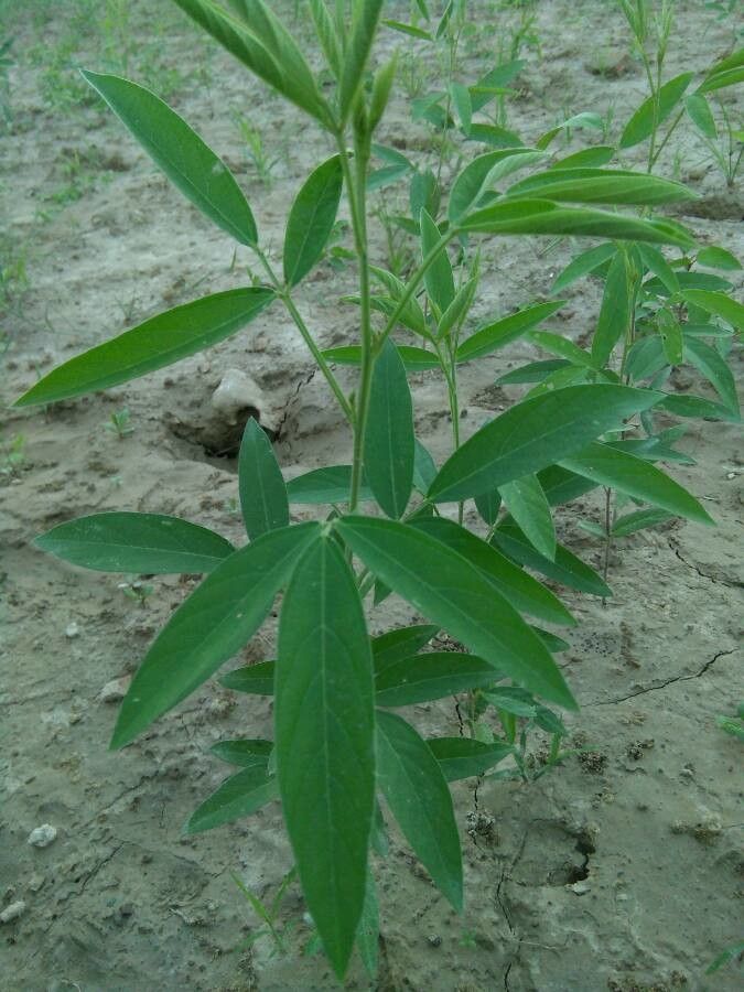 Cajanus cajan — search result for 'Congo'