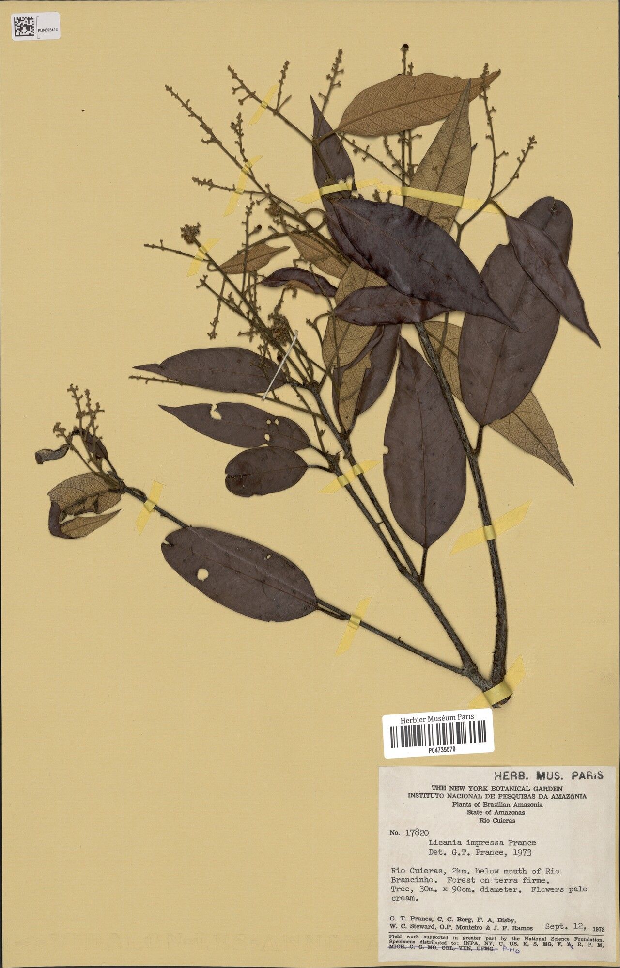 Licania impressa — houseplant care guide