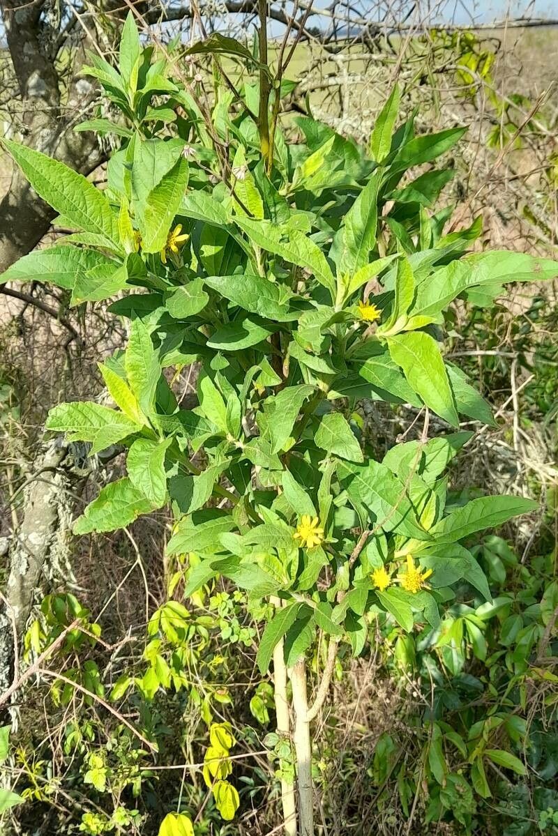 Verbesina sordescens habit