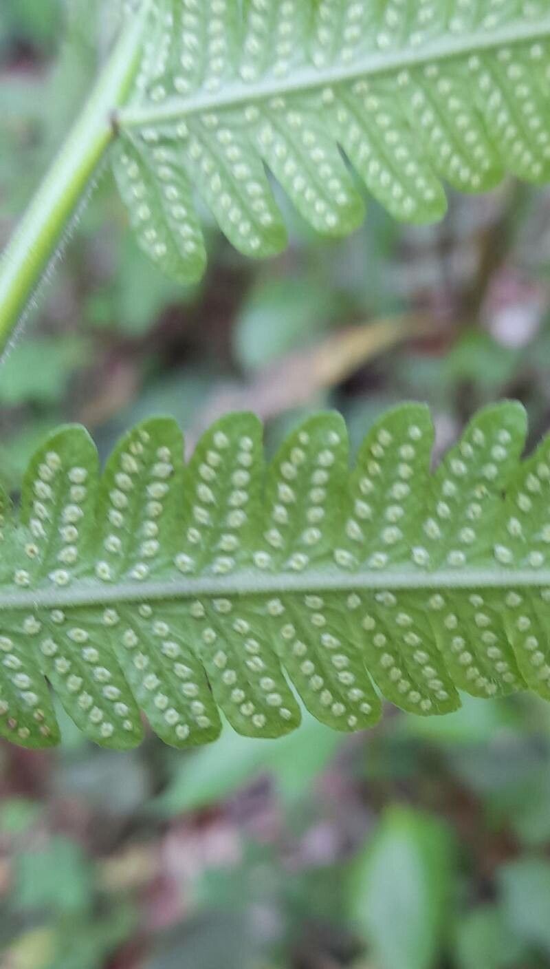 Thelypteris dentata fruit