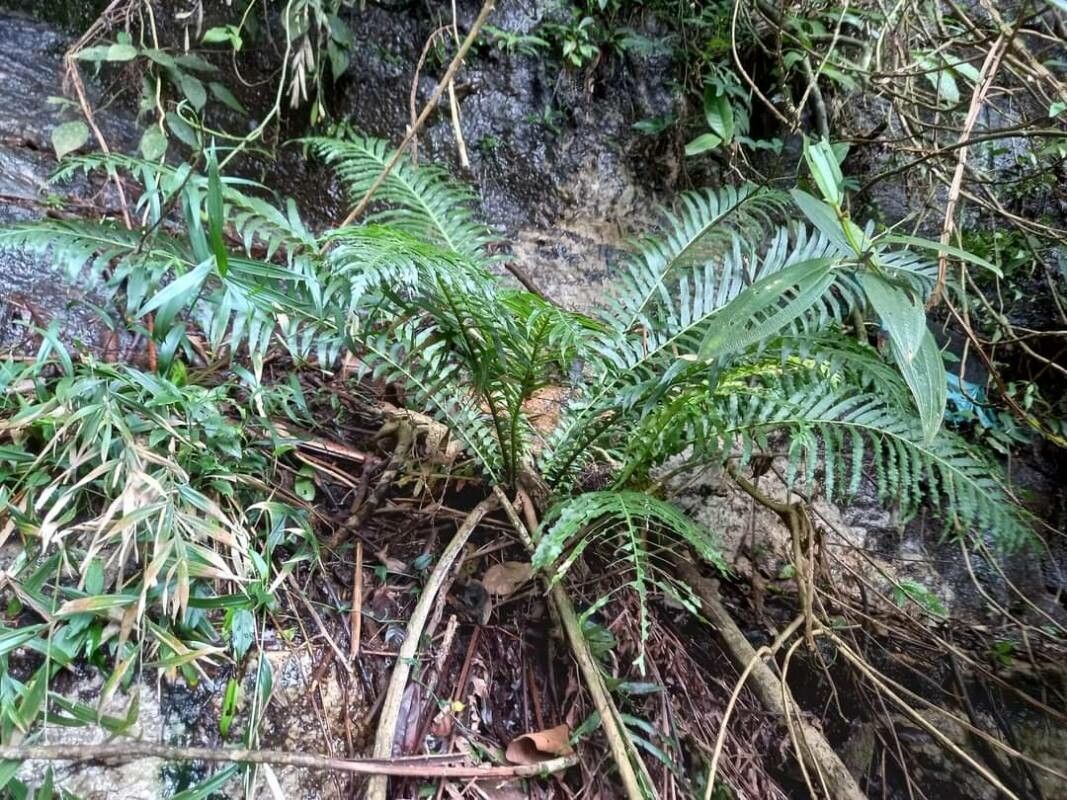 Blechnum attenuatum — related species from the same genus