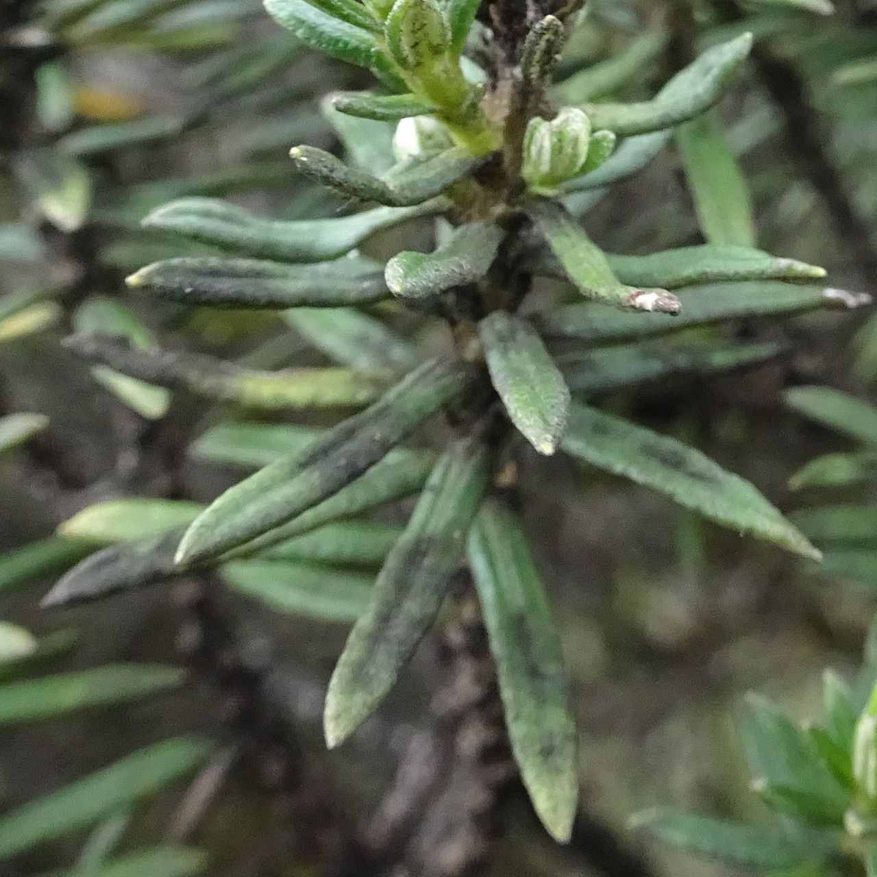 Diplostephium rosmarinifolium — houseplant care guide