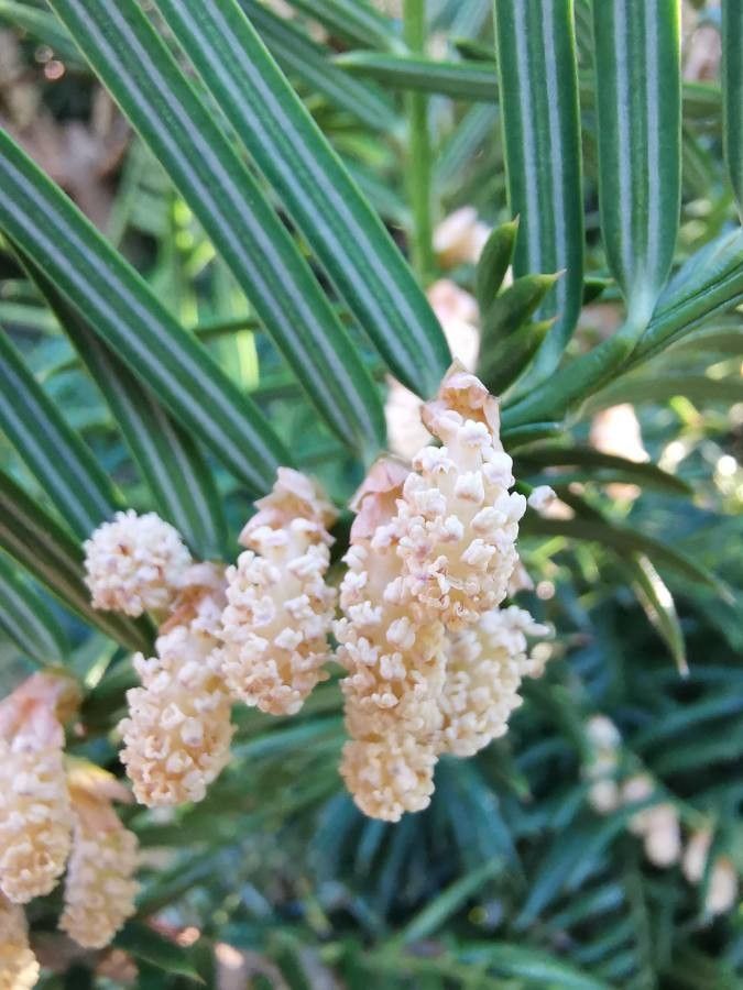 Torreya californica flower
