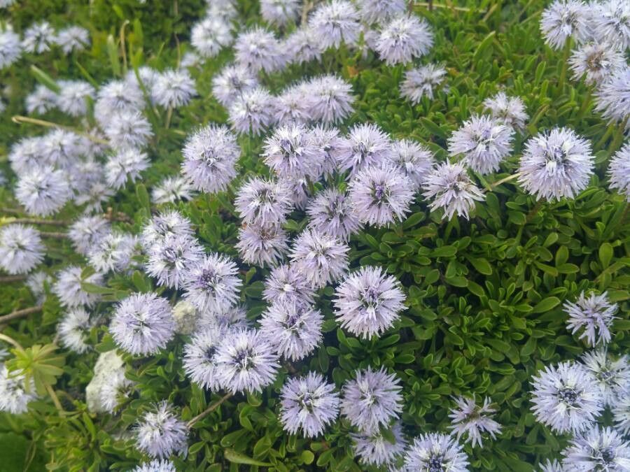 Globularia cordifolia flower