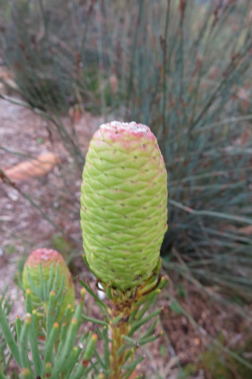 Leucadendron nobile fruit