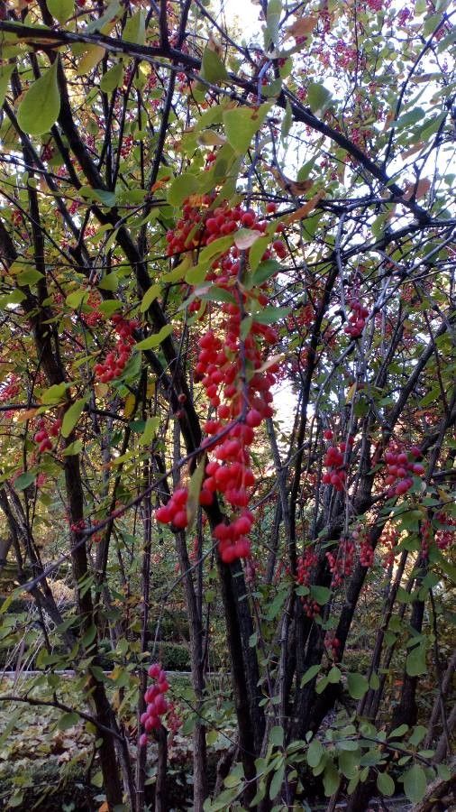 Berberis jamesiana fruit