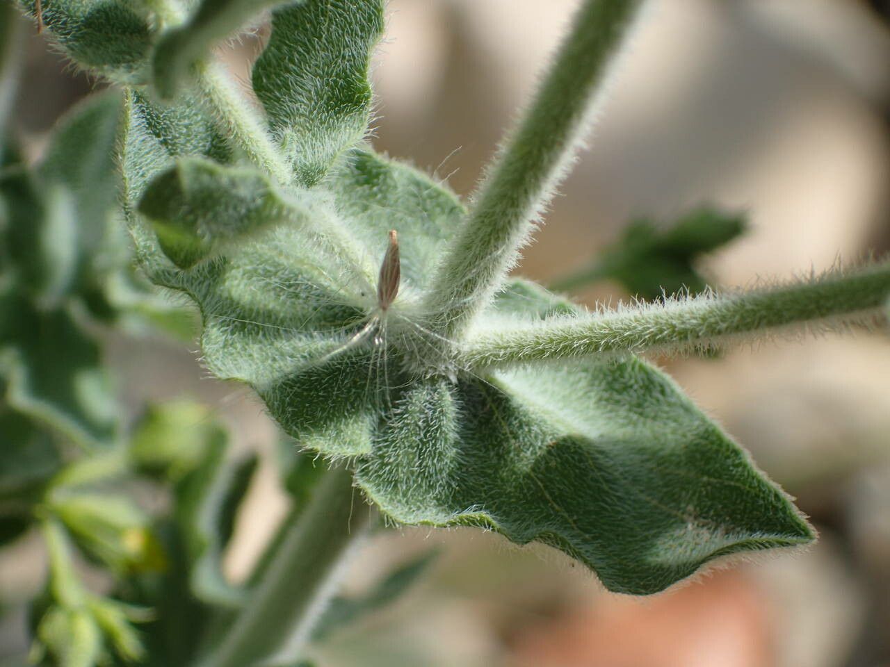Hypericum tomentosum leaf