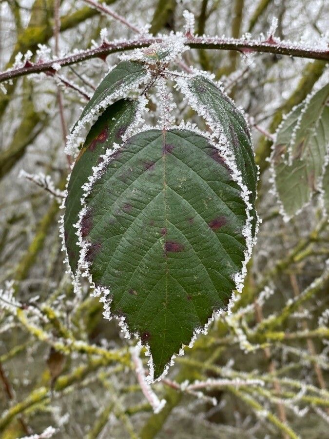 Rubus macrophyllus — search result for 'Ireland'