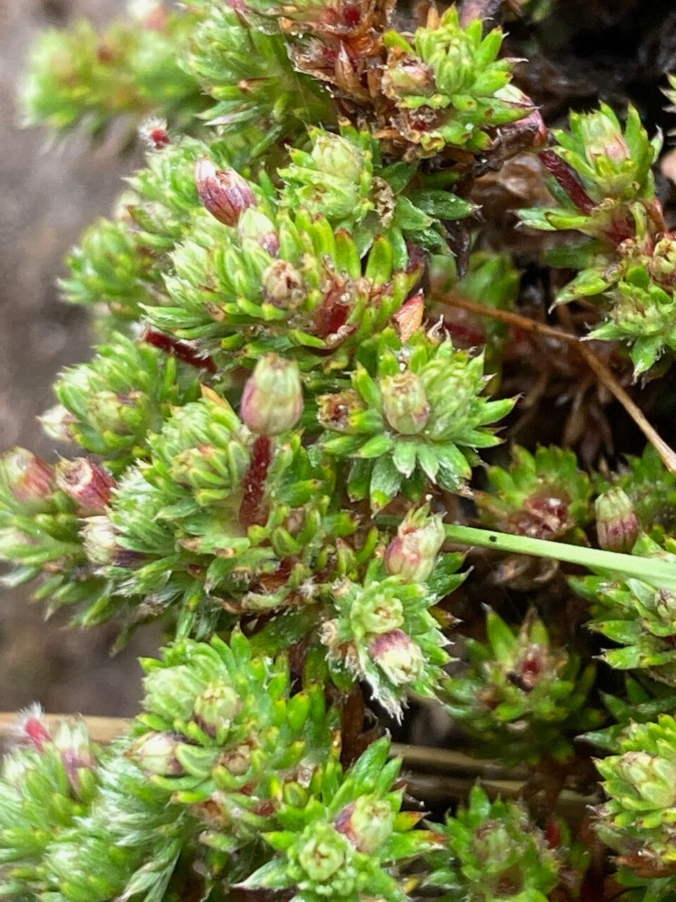 Alchemilla holosericea leaf