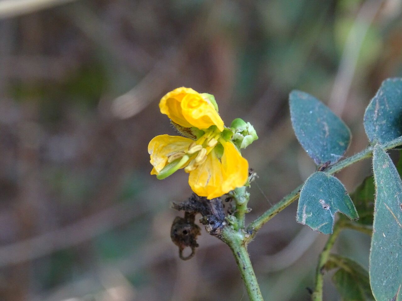 Senna obtusifolia flower