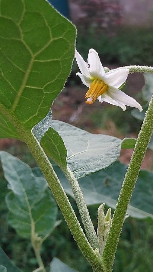 Solanum aethiopicum flower