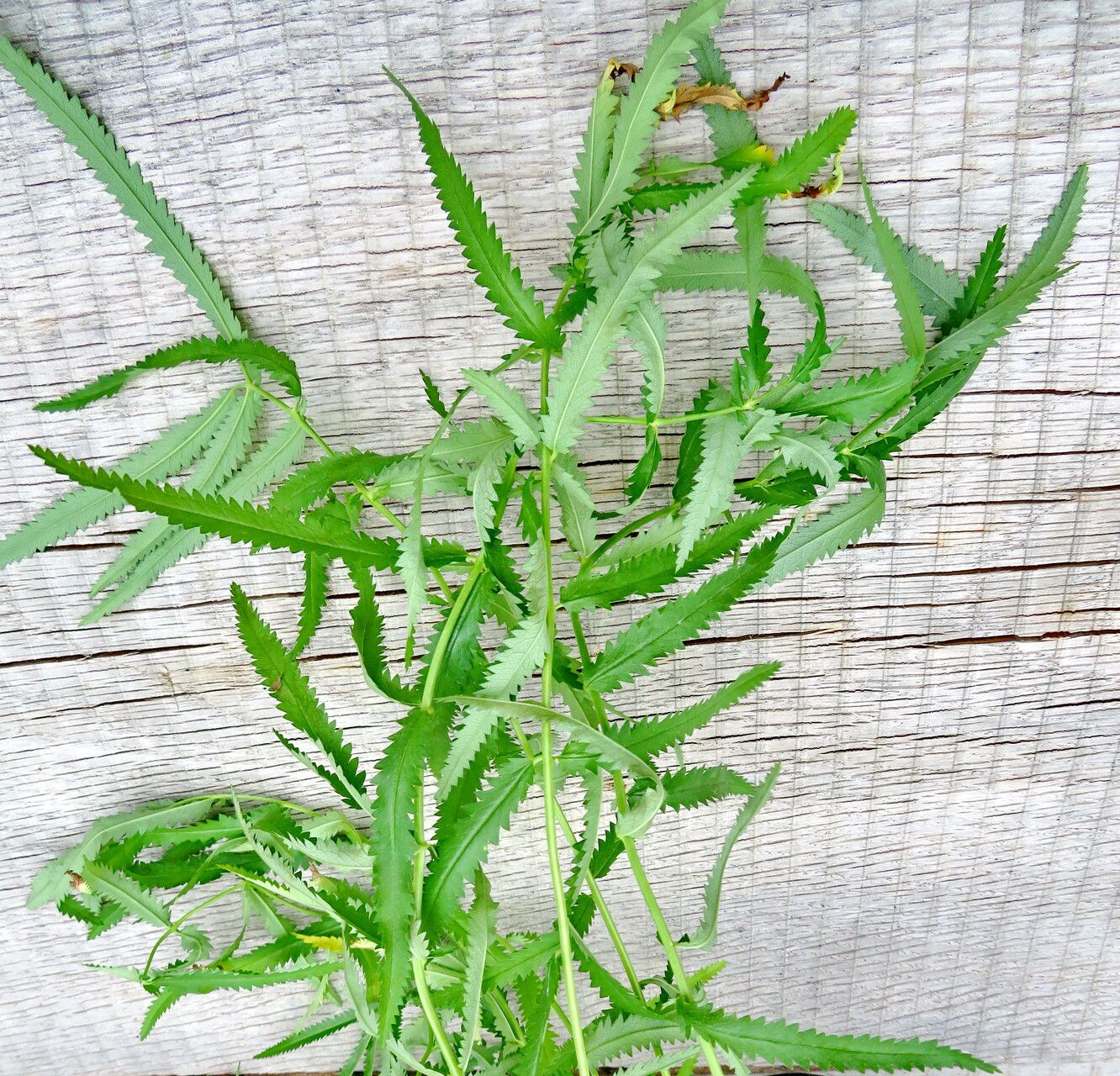 Sanguisorba tenuifolia leaf