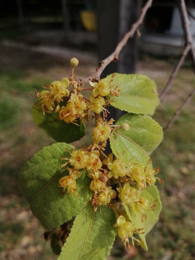 Guazuma ulmifolia flower