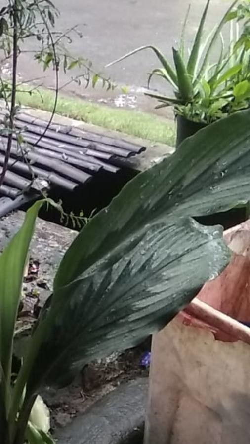 Kaempferia rotunda leaf