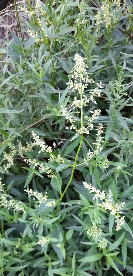 Iresine diffusa habit