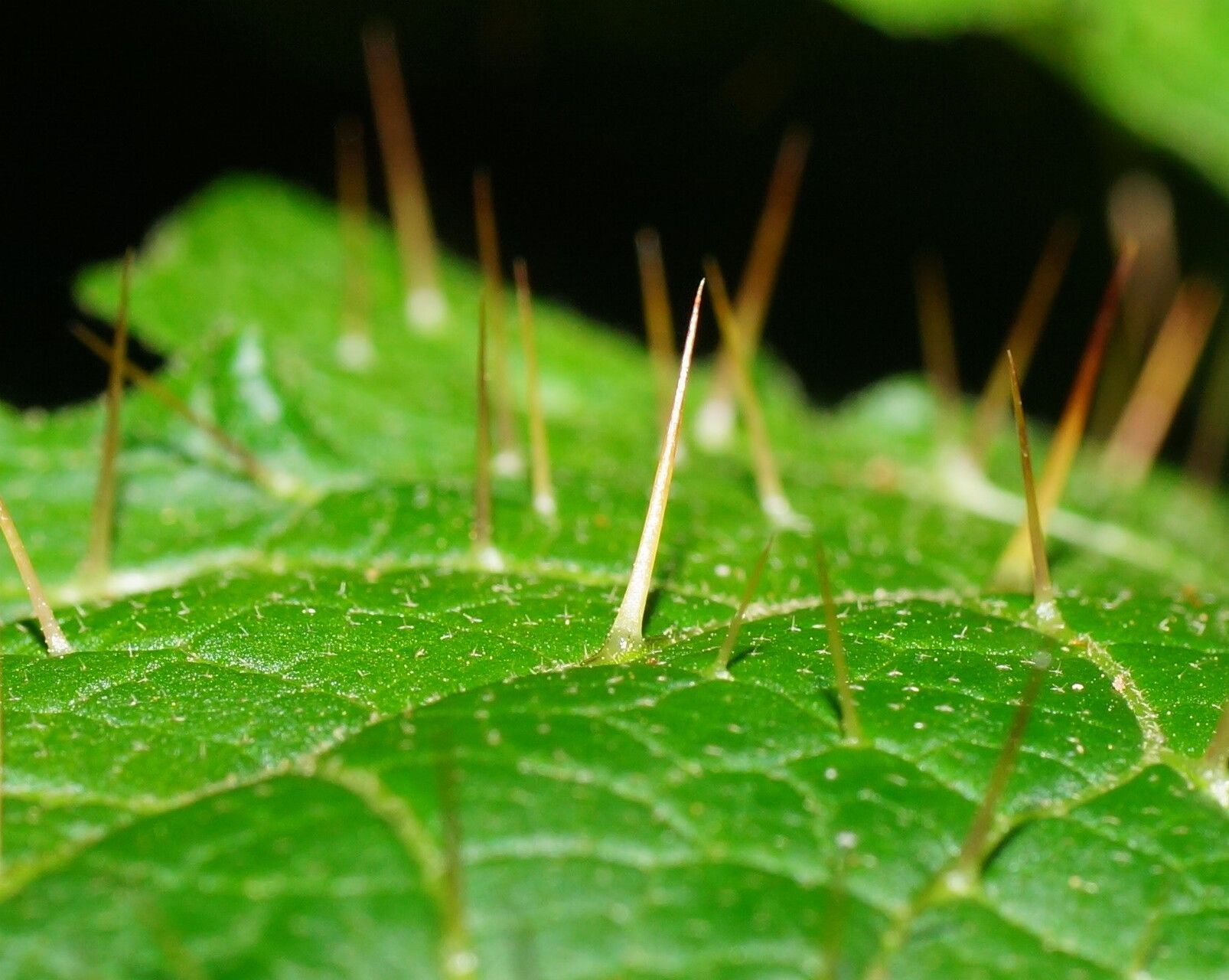 Solanum vicinum — houseplant care guide