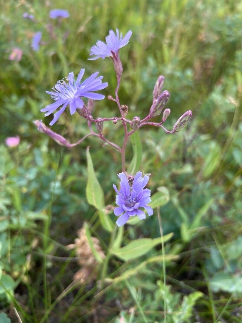 Lactuca sibirica flower