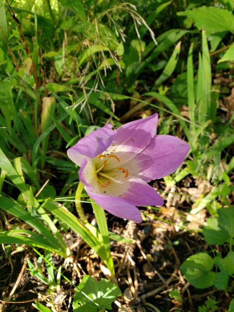 Colchicum multiflorum flower