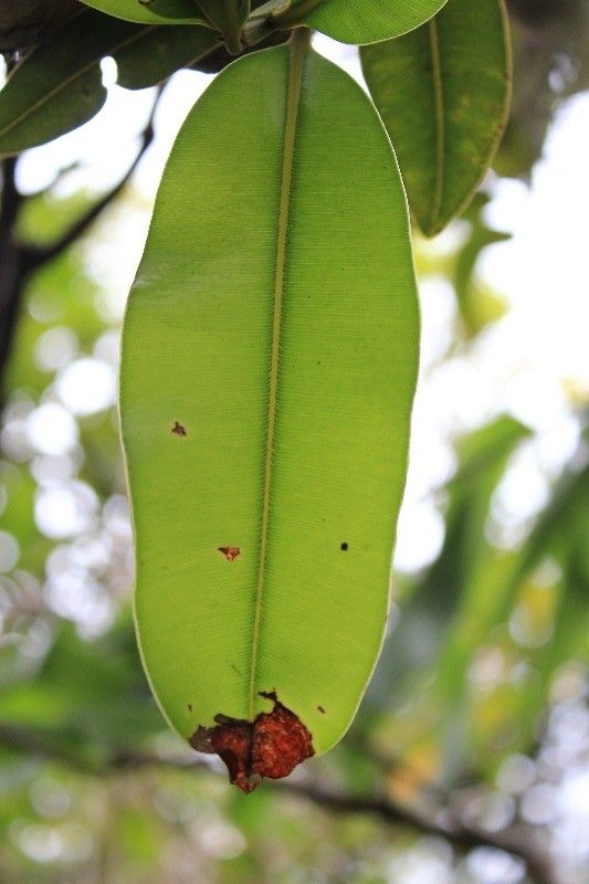 Calophyllum tacamahaca leaf