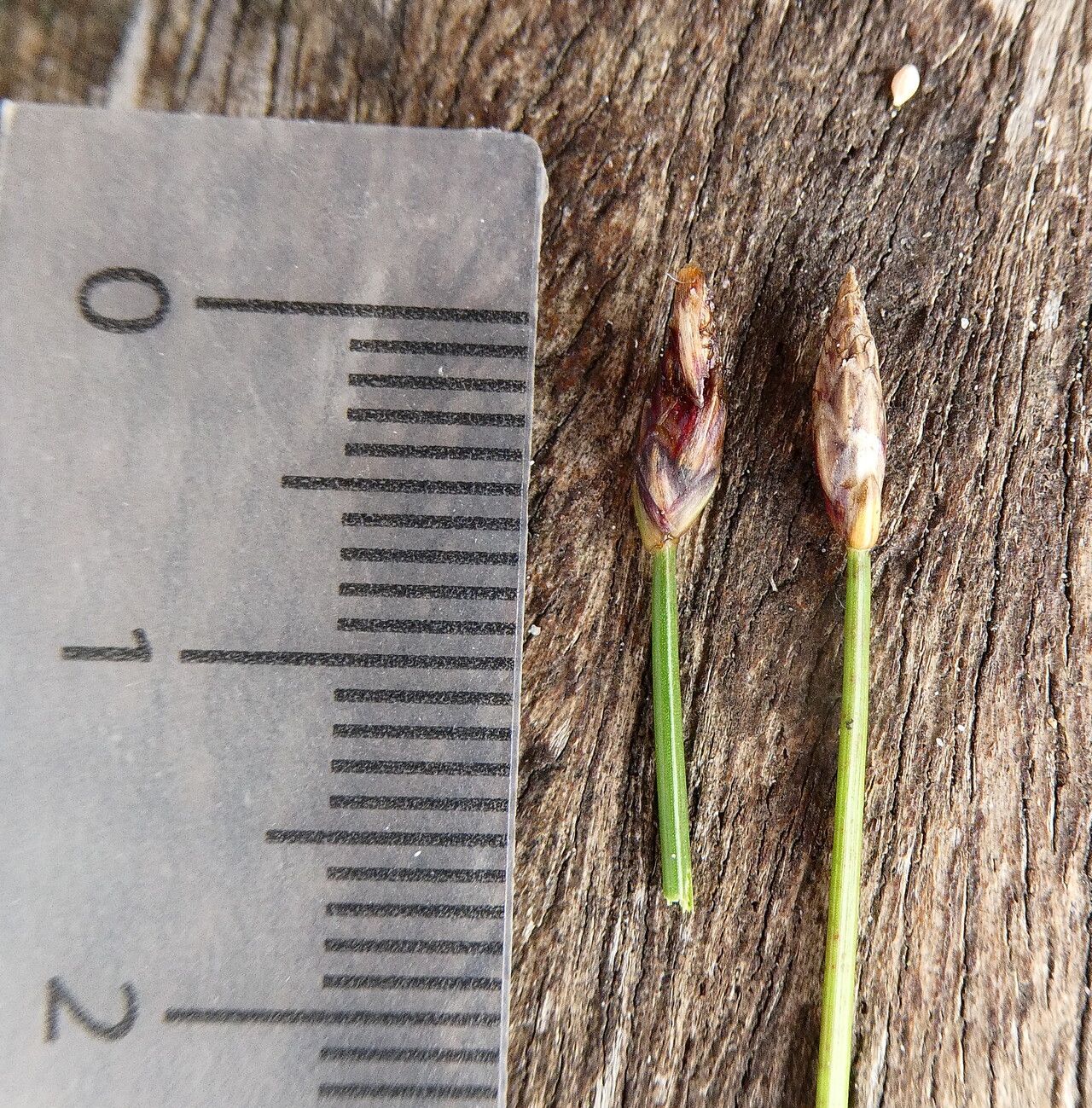 Eleocharis maculosa flower