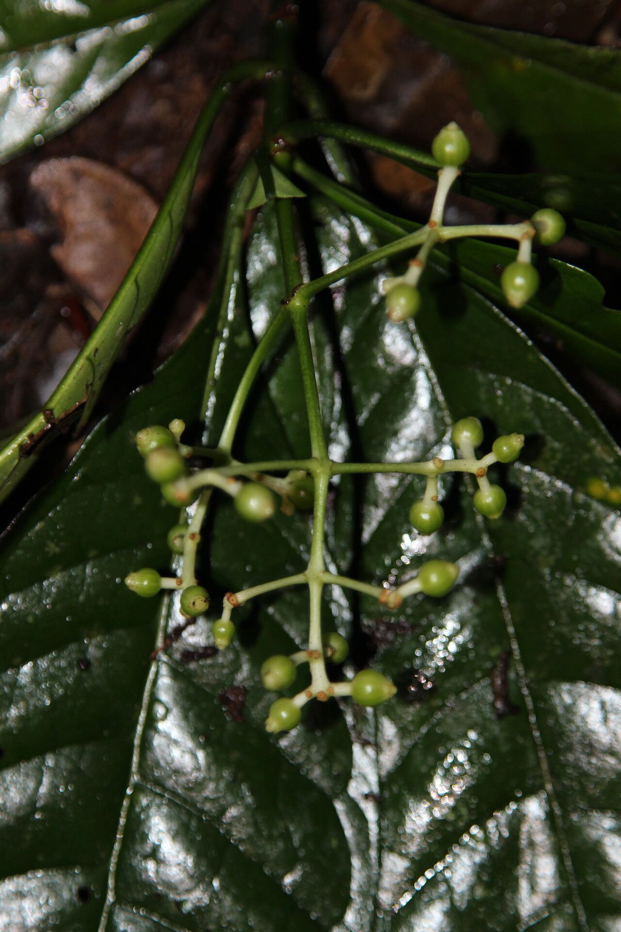 Psychotria droissartii fruit
