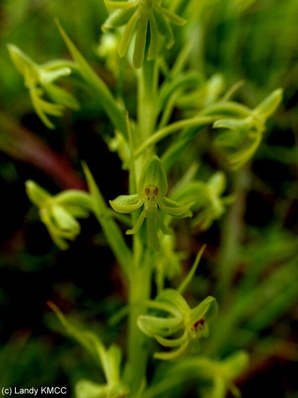Habenaria hilsenbergii — houseplant care guide