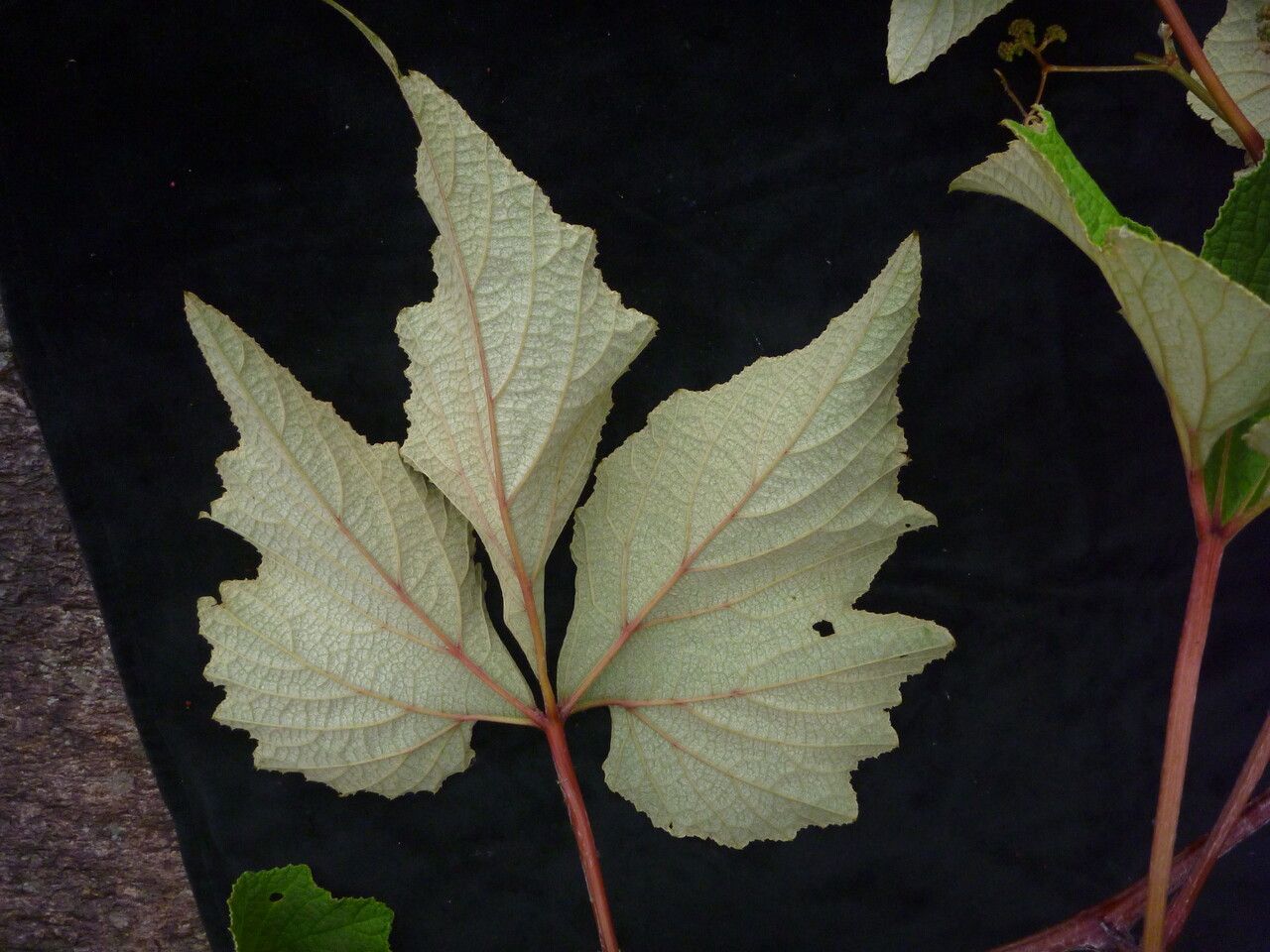 Ampelocissus divaricata leaf