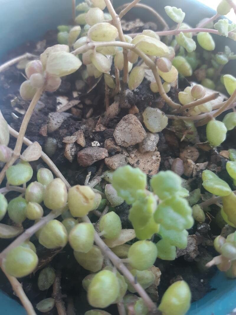 Coleus prostratus leaf