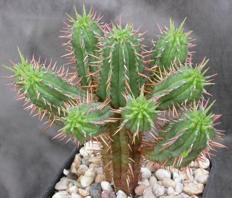 Euphorbia pentagona leaf