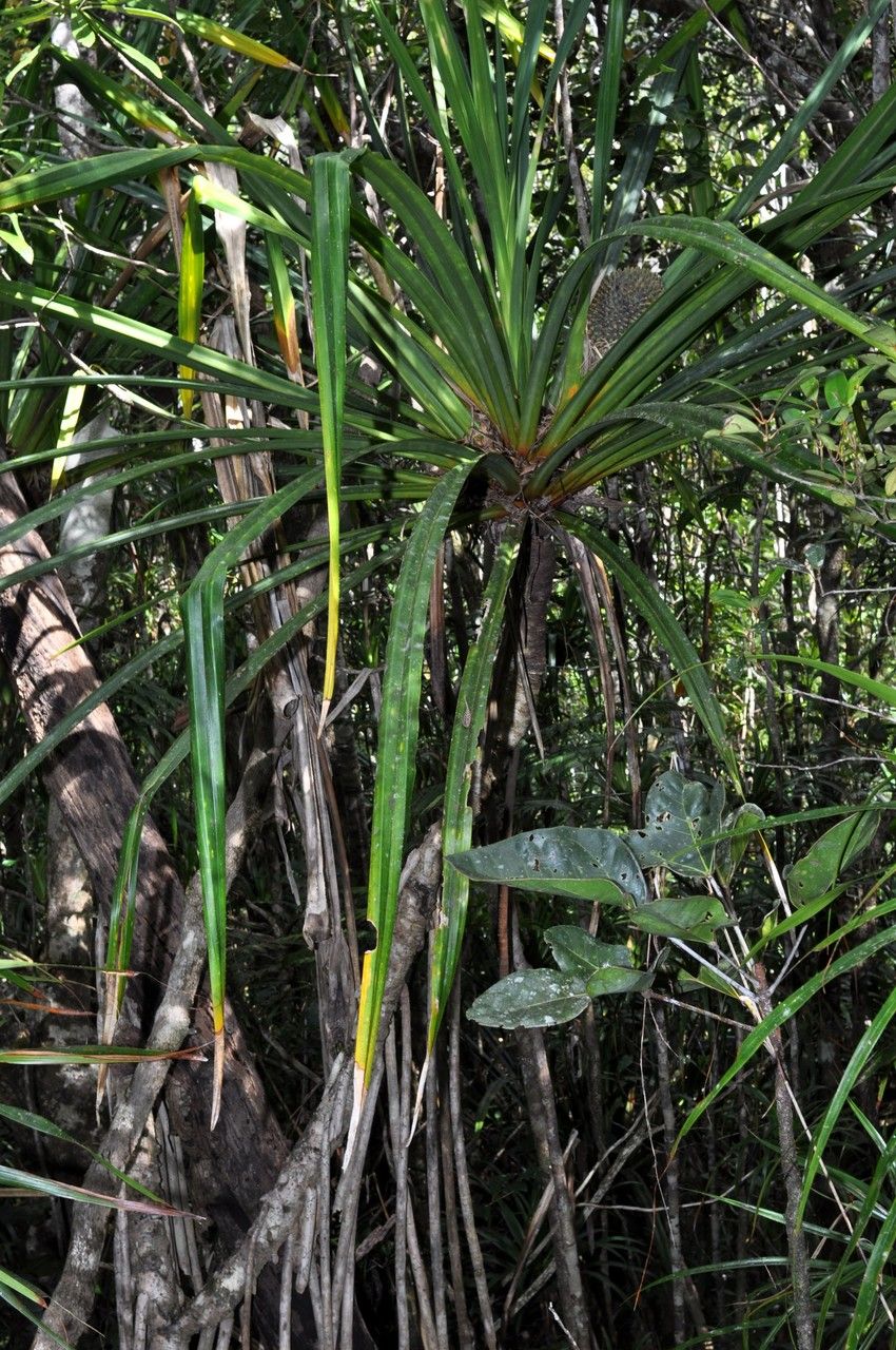Pandanus sphaerocephalus habit