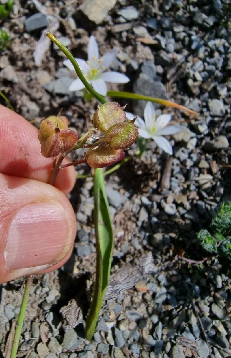 Ornithogalum broteroi fruit