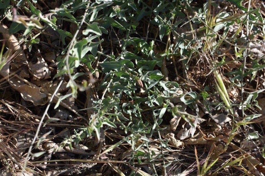 Calystegia occidentalis leaf