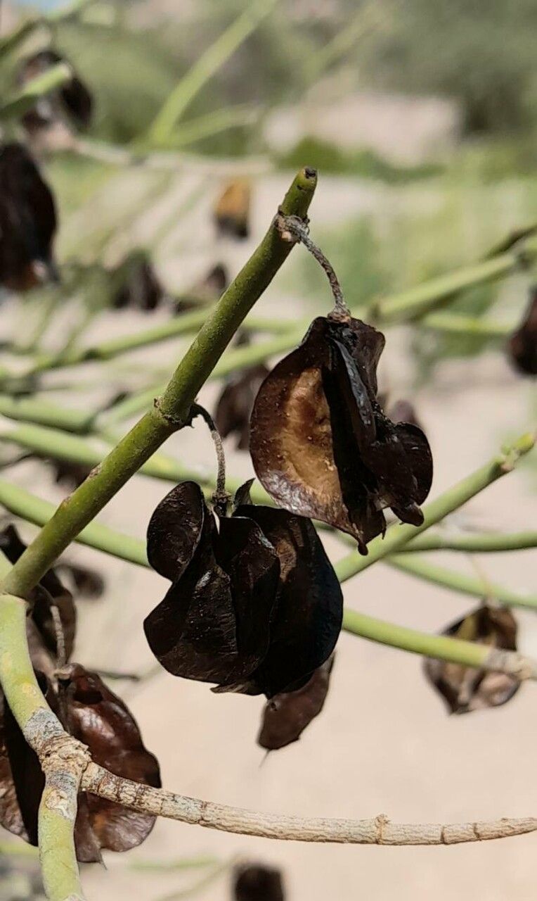 Bulnesia retama fruit
