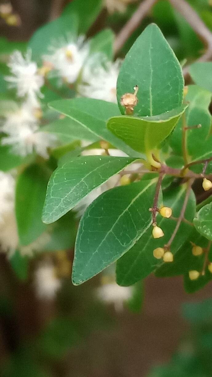 Myrcia selloi — houseplant care guide