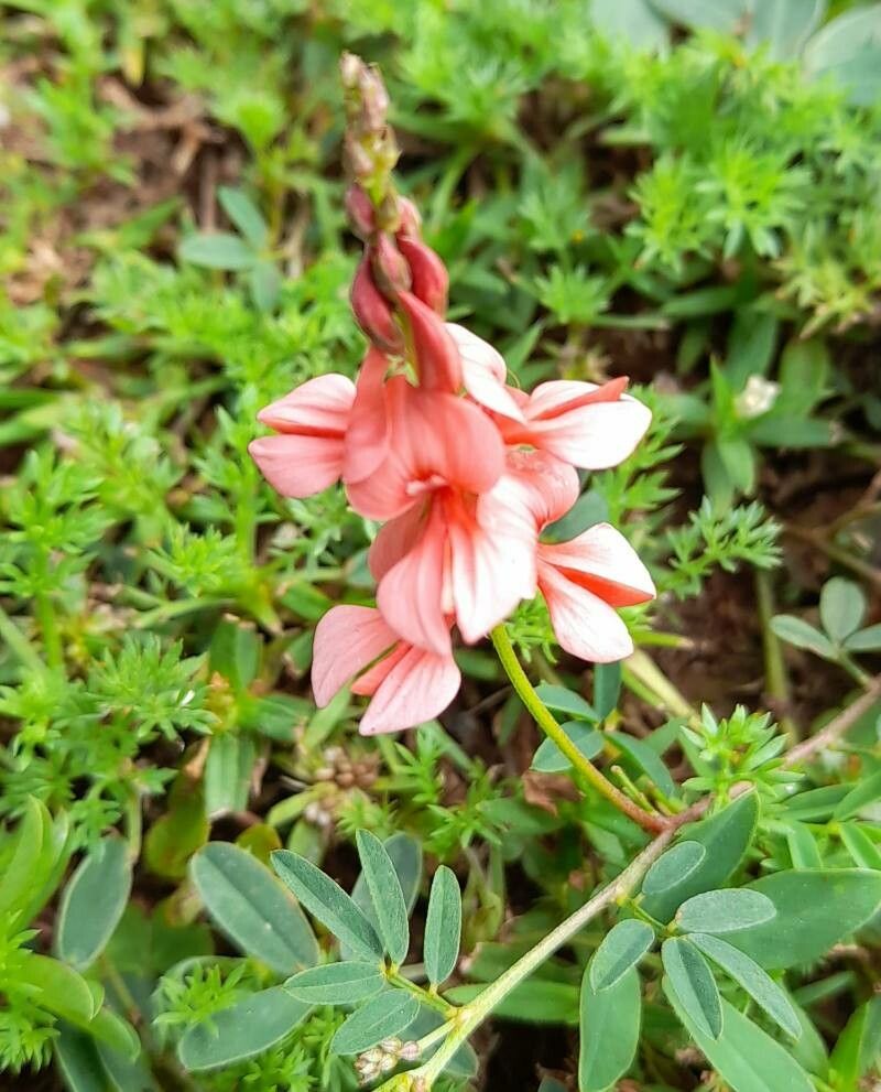 Indigofera campestris flower