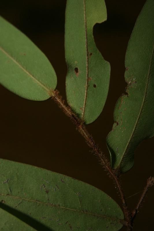 Xylopia crinita other