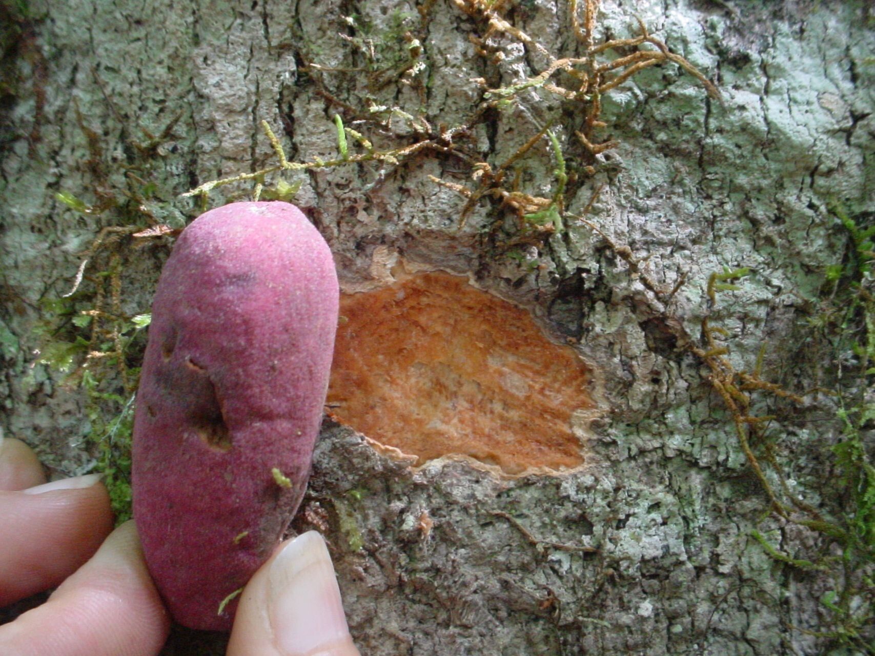 Chionanthus brachystachys fruit