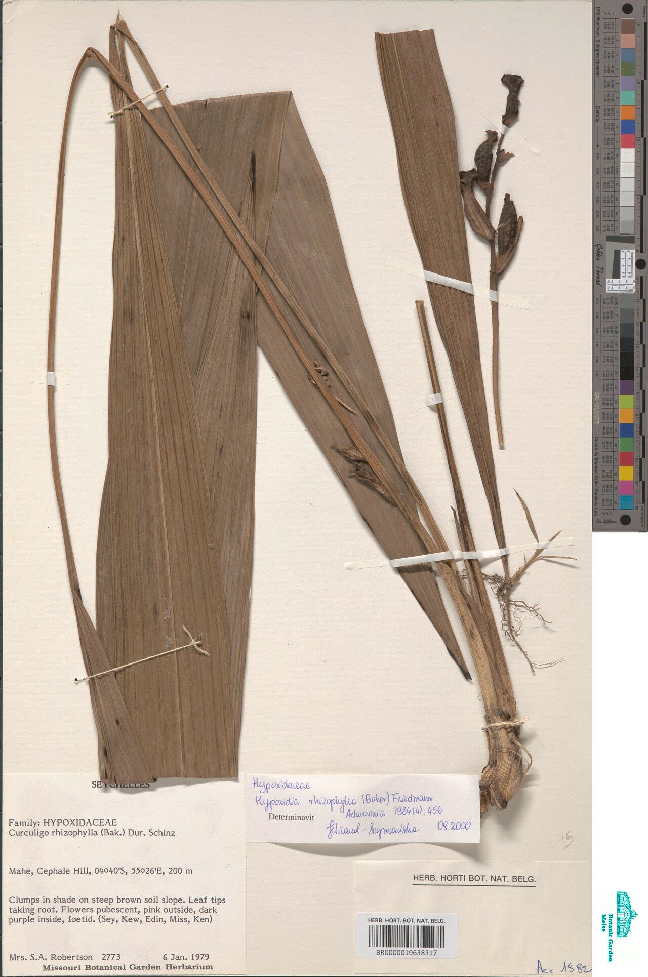 Curculigo rhizophylla — related species from the same genus