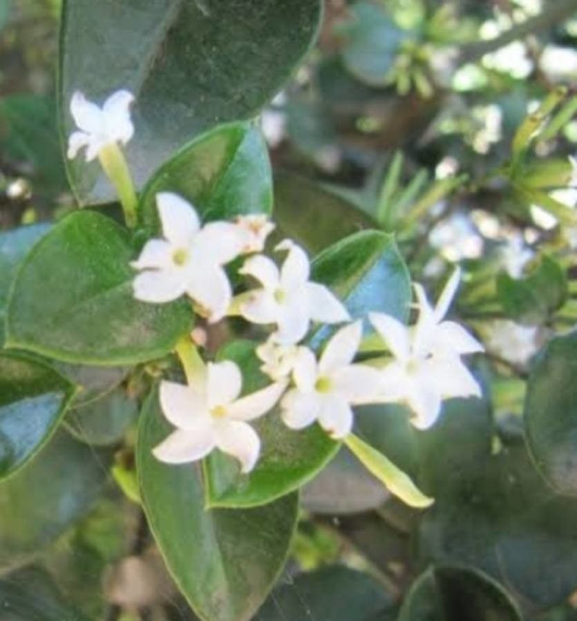 Carissa bispinosa flower