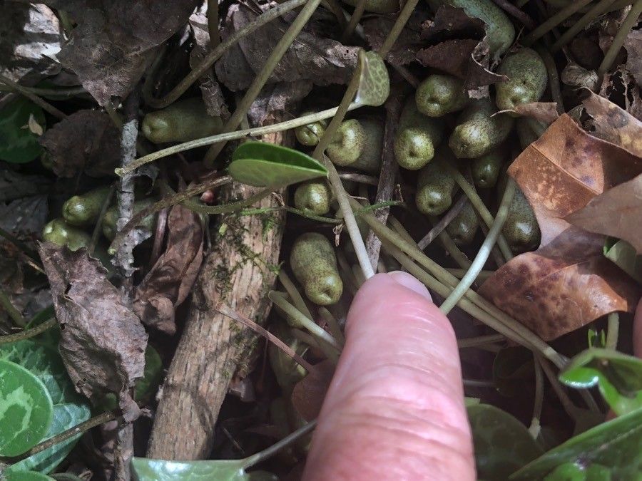 Hexastylis arifolia flower