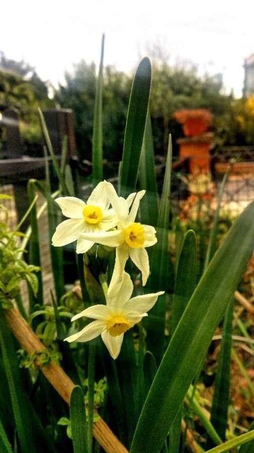 Narcissus tazetta flower