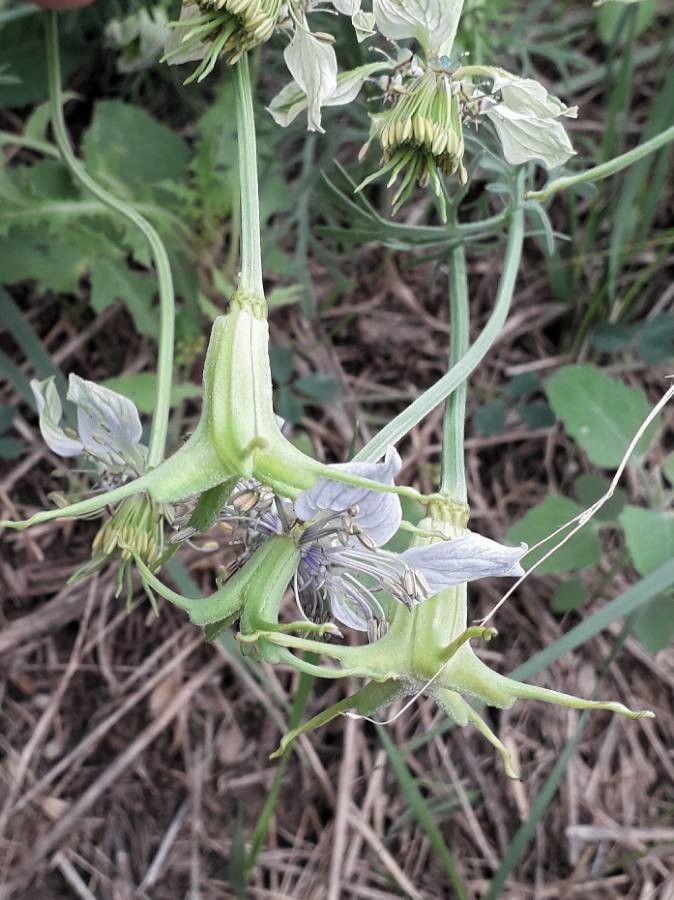 Nigella arvensis fruit