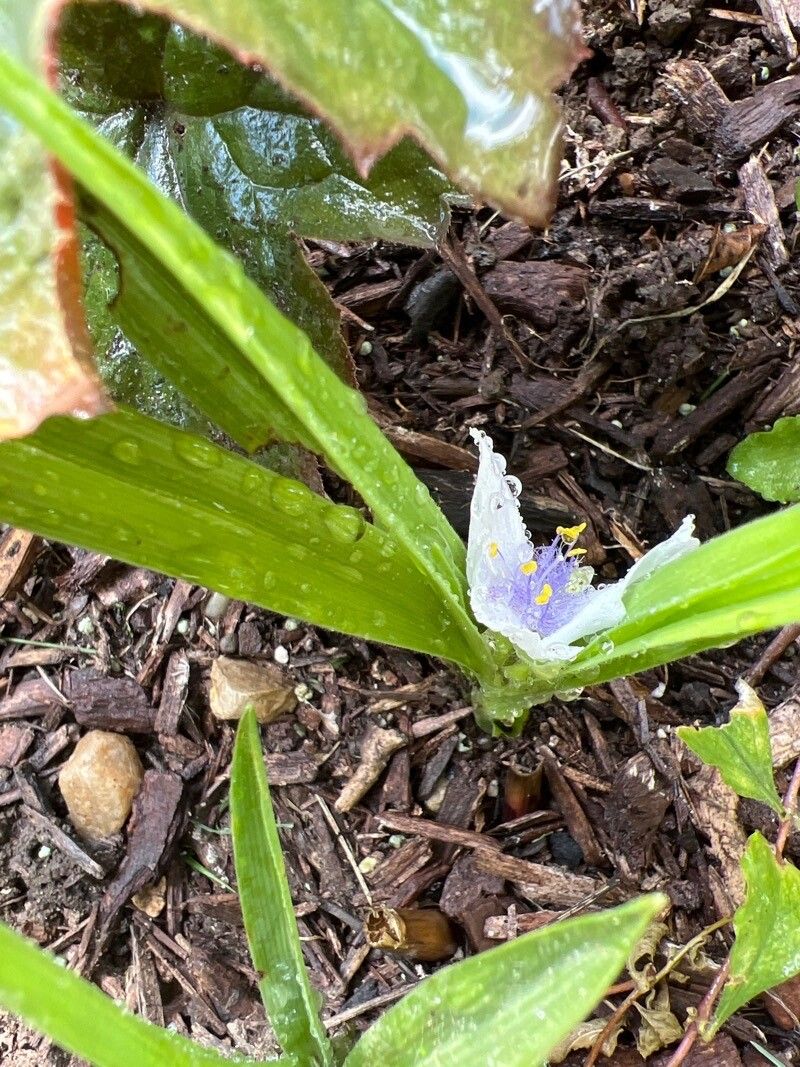 Tradescantia subaspera flower
