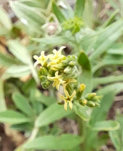 Heliotropium campestre flower