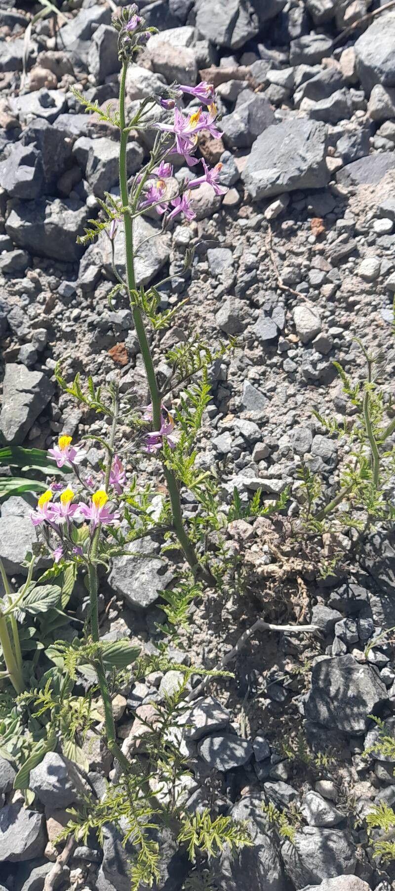 Schizanthus hookeri habit