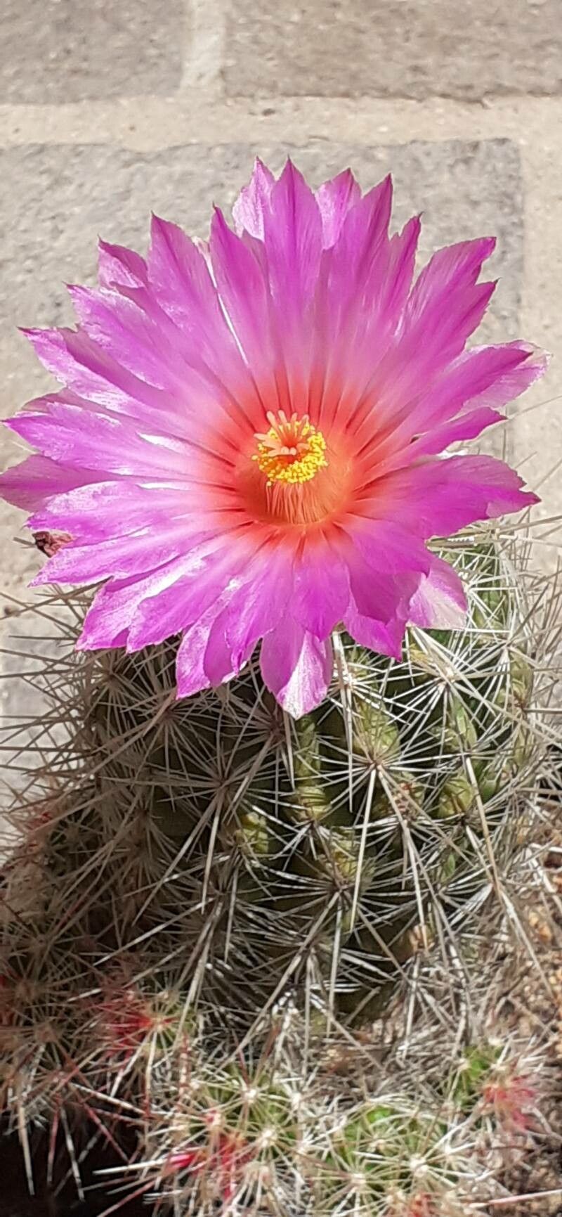 Thelocactus bicolor flower