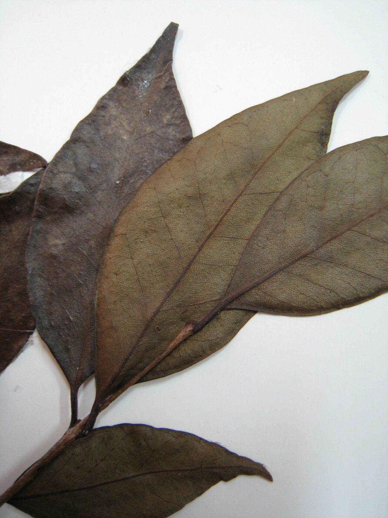 Psidium oligospermum — search result for 'Psidium'