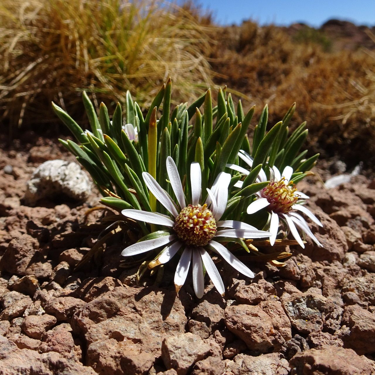 Werneria glaberrima habit