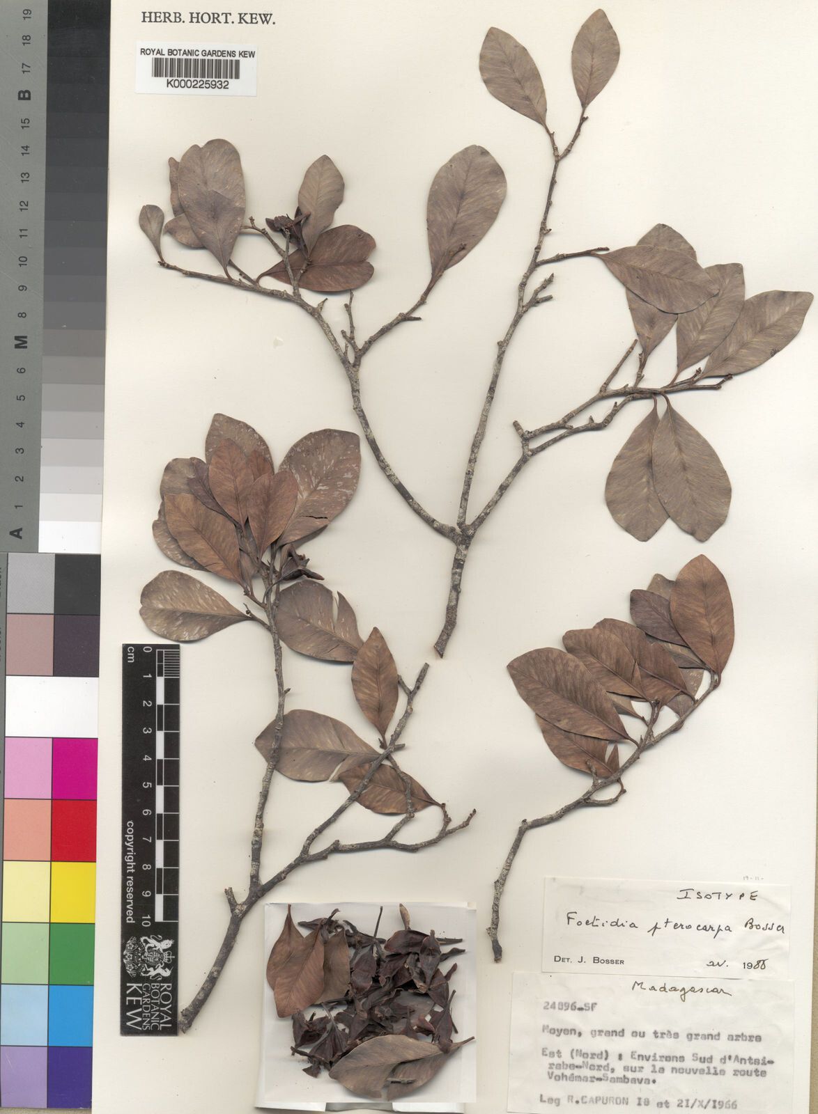 Foetidia pterocarpa — houseplant care guide